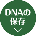 DNAの保存